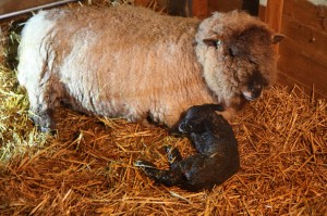 Star and newborn wallace     