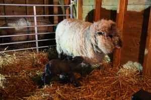 Star with Willow and Wallace just after birth     