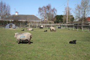 lambs in field Good Friday     
