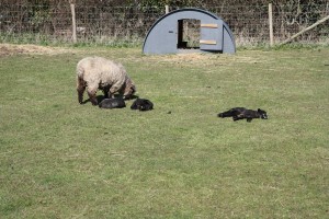 lambs in field on Good Friday     