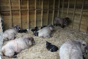 lambs in shed during storm     