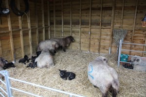 lambs sheltering in shed during storm     