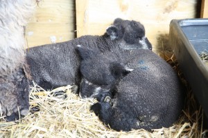 tired lambs sheltering from the rain  