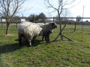 Wart's first day in field with mother Bluemli and granny Peaches      